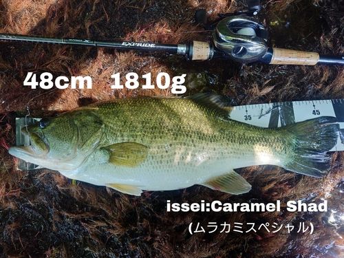 ブラックバスの釣果