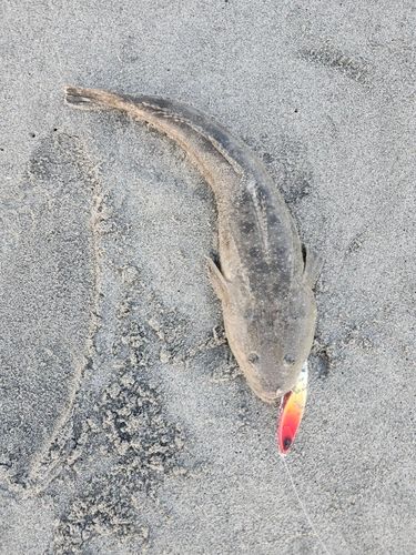 釣果