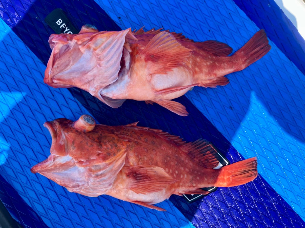 ウッカリカサゴ