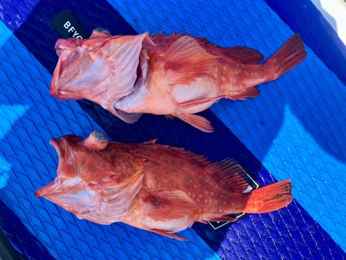 ウッカリカサゴの釣果