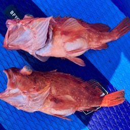 ウッカリカサゴ