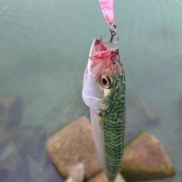 サバ