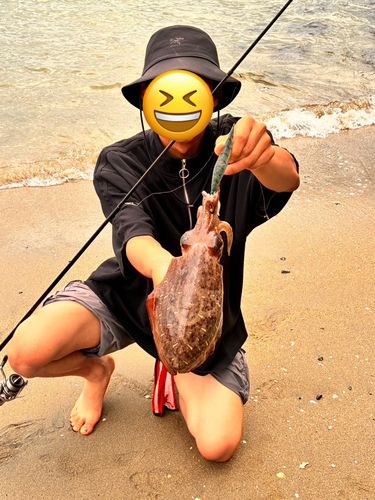 コウイカの釣果