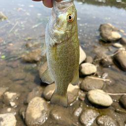 スモールマウスバス