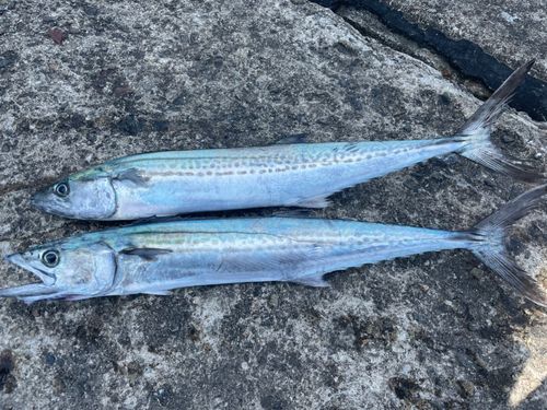 サゴシの釣果