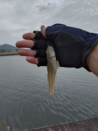 マハゼの釣果