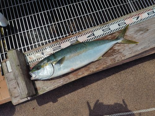 ヒラマサの釣果