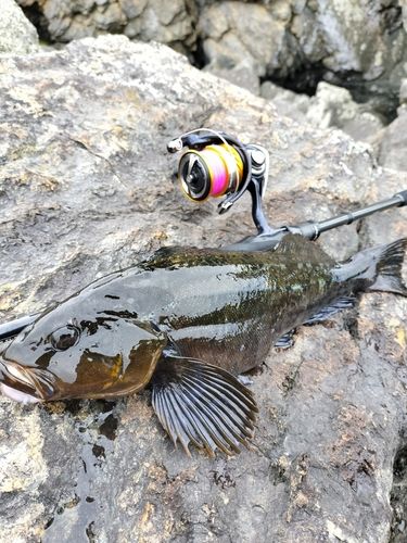 アイナメの釣果