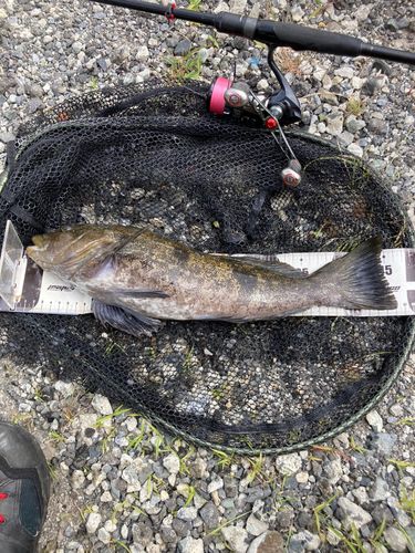 アイナメの釣果