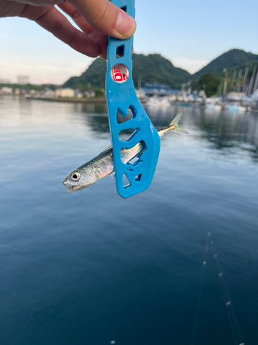 サバの釣果