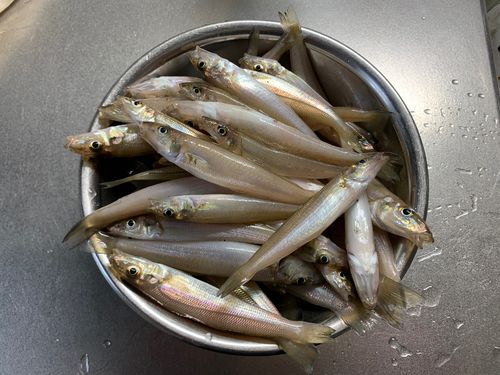シロギスの釣果