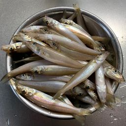 シロギス
