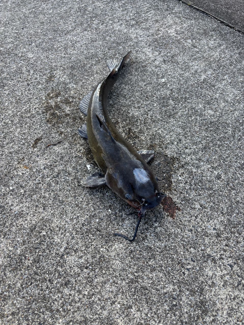 アメリカンキャットフィッシュ