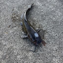 アメリカンキャットフィッシュ