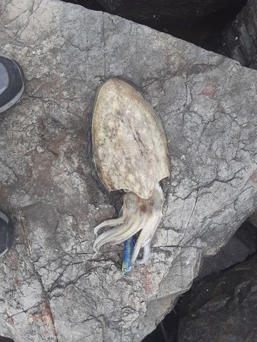 コウイカの釣果
