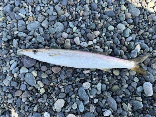 アカカマスの釣果