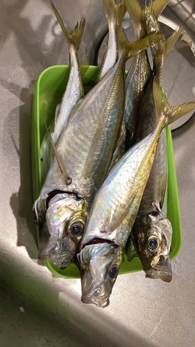 マアジの釣果