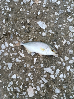 ネイリの釣果