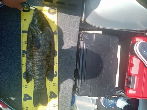 ブラックバスの釣果