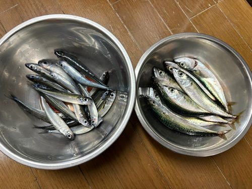 サバの釣果
