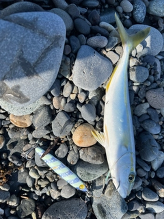 ワカシの釣果
