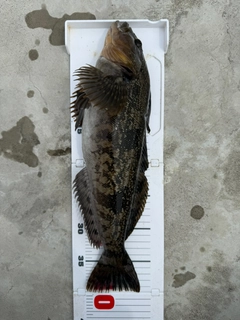 アイナメの釣果