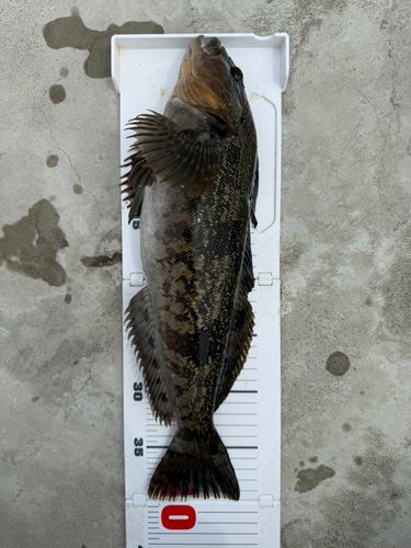 アイナメの釣果