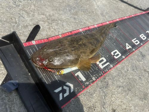 マゴチの釣果