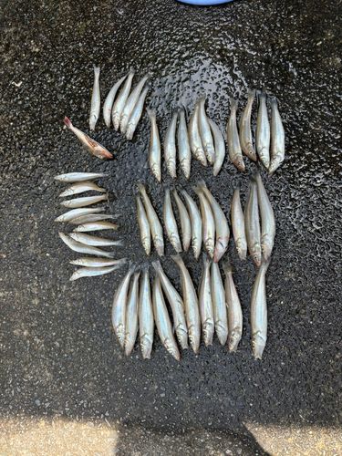 シロギスの釣果