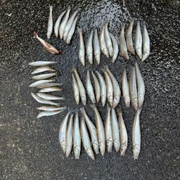 シロギス