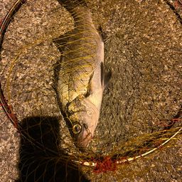 セイゴ（ヒラスズキ）