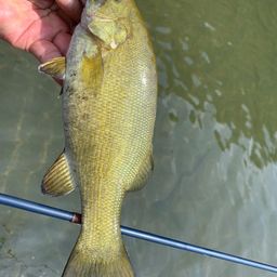 スモールマウスバス