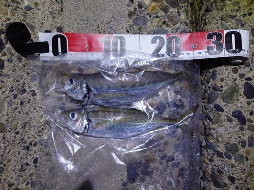 アジの釣果
