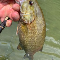 スモールマウスバス