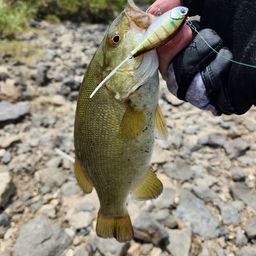 スモールマウスバス