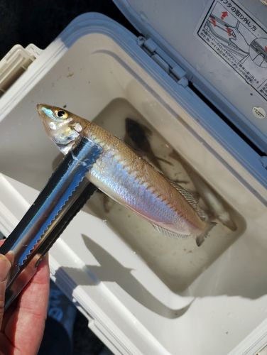 シロギスの釣果