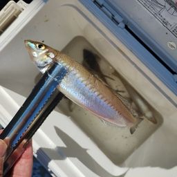 シロギス