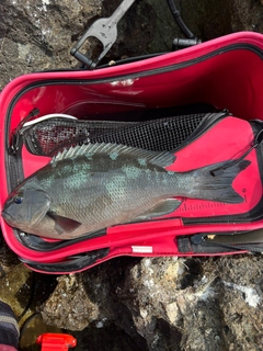 クチブトグレの釣果