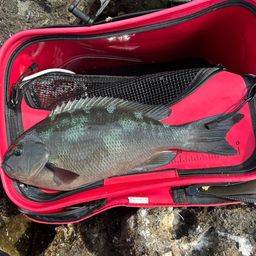 クチブトグレ