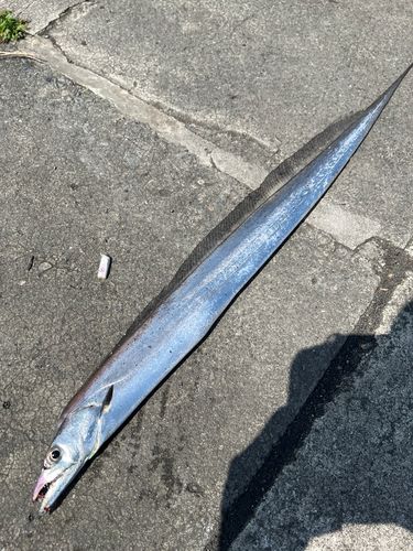 タチウオの釣果