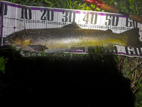 ブラウントラウトの釣果