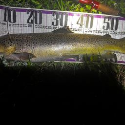 ブラウントラウト