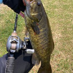 スモールマウスバス