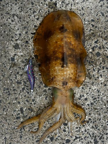 アオリイカの釣果