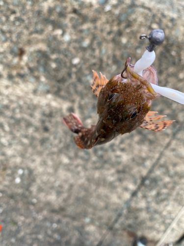 アラカブの釣果