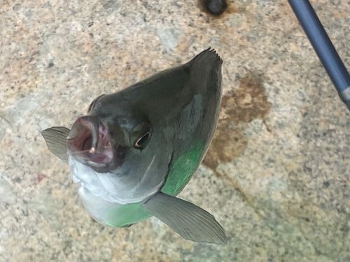 クチブトグレの釣果
