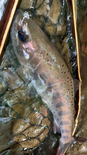 アマゴの釣果