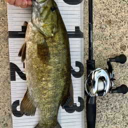 スモールマウスバス