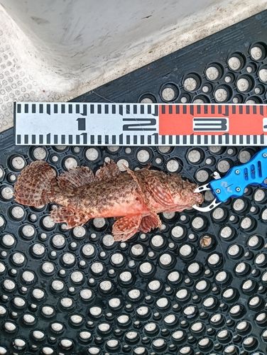 オニカサゴの釣果