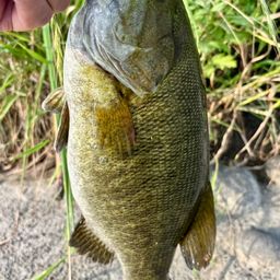 スモールマウスバス